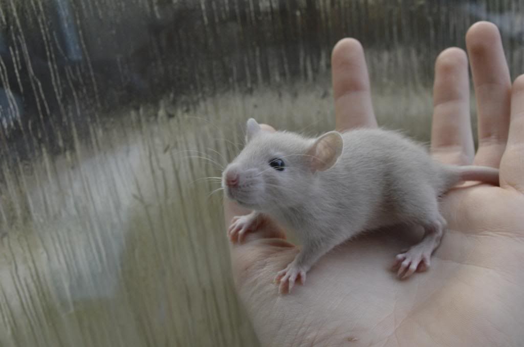 SW England - Gorgeous rats for sale! Variegated, russian dove and ...
